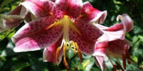 Lily garden - jak zasadit a pečovat o květinu v zemi